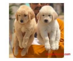 Golden Retriever Puppies For Sale In Gurgaon