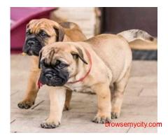 Bullmastiff Puppies for Sale in Nagpur