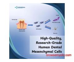 High-Quality, Research-Grade Human Dental Mesenchymal Cells