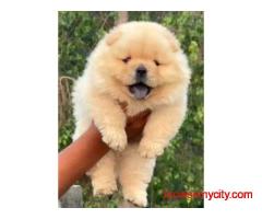 Chow Chow Puppies for Sale in Ludhiana