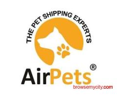Expert Pet Transport Services for Dogs in India