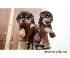 Rottweiler Puppies for Sale in Dehradun