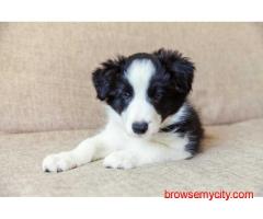 Border Collie Puppies for Sale in Faridabad