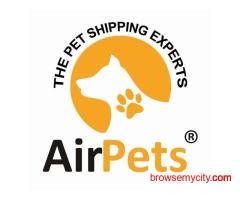 The Rise of Domestic & International Pet Travel in India