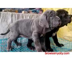 Neapolitan Mastiff Puppies For Sale In Faridabad