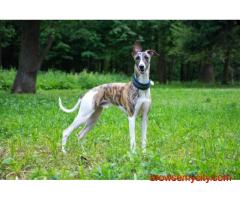 Greyhound Puppies For Sale In Faridabad