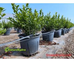 Naturehydro Plastic Berry Grow Pots Wholesale