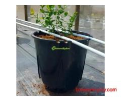 Naturehydro Plastic Berry Grow Pots Wholesale