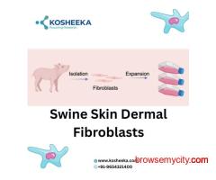 Swine Skin Dermal Fibroblasts: Reliable Models for Dermatological Research