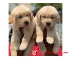 Golden Retriever Puppies For Sale In Faridabad
