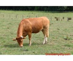 Medicating Cattle Dart