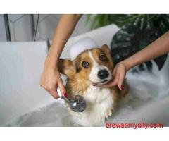 Dog Grooming In Bangalore