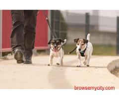 Dog Walking In Bangalore
