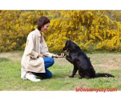 Dog Training In Delhi