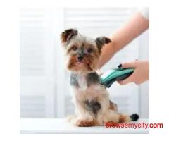 Dog Grooming In Delhi