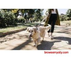 Dog Walking Services in Delhi