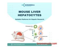Mouse Liver Hepatocytes: Reliable Platforms for Hepatic Research