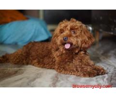 Dog Hostel In Chennai