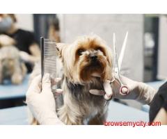 Dog Grooming In Chennai