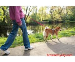 Dog Walking In Chennai
