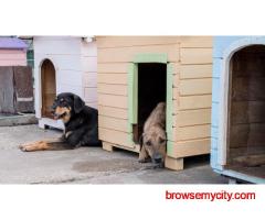 Dog Hostel In Hyderabad