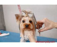 Dog Grooming In Hyderabad