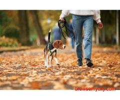 Dog Walking In Hyderabad