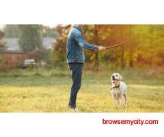 Dog Training In Mumbai