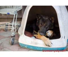 Dog Hostel In Mumbai