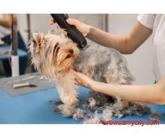 Dog Grooming In Mumbai