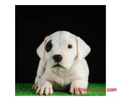 Dogo argentino Puppies For Sale Import Line call 7300930479