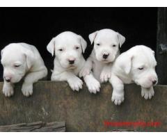 Dogo argentino Puppies For Sale Import Line call 7300930479