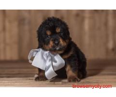 Tibetan mastiff Puppies For Sale Import Line call 7300930479