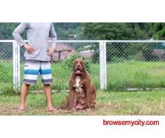 Dog Training In Pune