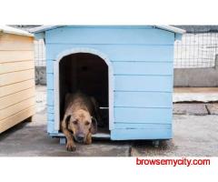 Dog Hostel In Pune