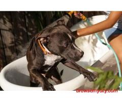 Dog Grooming In Pune