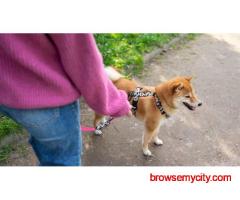 Dog Walking In Pune