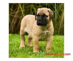 Beautiful Bullmastiff puppies available for sale..7300930479
