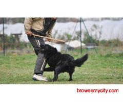 Dog Training In Kolkata