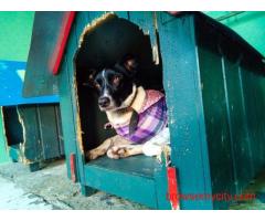 Dog Hostel In Kolkata