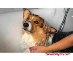 Dog Grooming In Kolkata