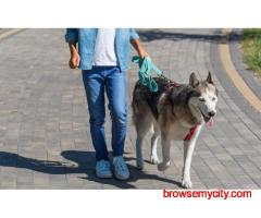 Dog Walking In Kolkata