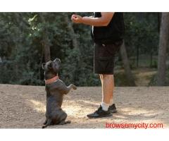 Dog Training In Ahmedabad