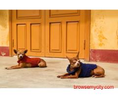 Dog Hostel In Ahmedabad