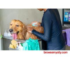 Dog Grooming In Ahmedabad