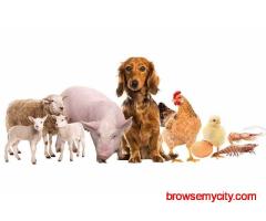 Animal Feed Supplements Manufacturer