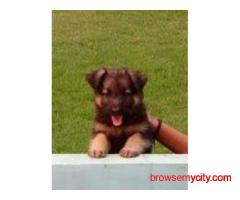 Purebred German Shepherd pups — healthy, active, and adorable! ????