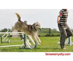 Dog Training In Noida