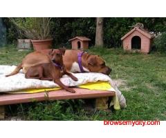 Dog Hostel In Noida