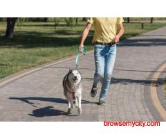 Dog Walking In Noida